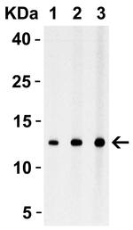 Strep Tag Antibody in Western Blot (WB)