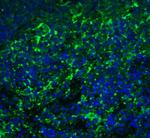 ARR3 Antibody in Immunohistochemistry (Paraffin) (IHC (P))