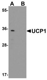 UCP1 Antibody in Western Blot (WB)