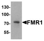 FMRP Antibody in Western Blot (WB)