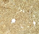 TRIB3 Antibody in Immunohistochemistry (Paraffin) (IHC (P))