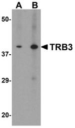 TRIB3 Antibody in Western Blot (WB)