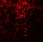 PDI Antibody in Immunohistochemistry (Paraffin) (IHC (P))