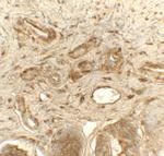 PDI Antibody in Immunohistochemistry (Paraffin) (IHC (P))