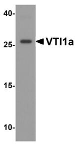 VTI1A Antibody in Western Blot (WB)