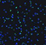 IRF7 Antibody in Immunocytochemistry (ICC/IF)