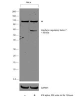 IRF7 Antibody in Western Blot (WB)