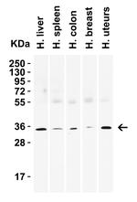 SIGLEC15 Antibody in Western Blot (WB)