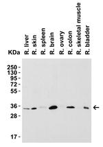 SIGLEC15 Antibody in Western Blot (WB)