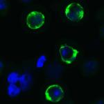 SARS-CoV-2 Spike Protein S1 Antibody in Immunocytochemistry (ICC/IF)