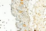 H3K27me3 Antibody in Immunohistochemistry (Paraffin) (IHC (P))