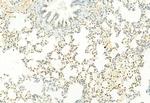 H3K27me3 Antibody in Immunohistochemistry (Paraffin) (IHC (P))