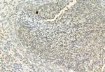 H3K27me3 Antibody in Immunohistochemistry (Paraffin) (IHC (P))