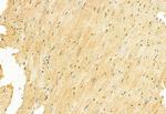 H3K27me3 Antibody in Immunohistochemistry (Paraffin) (IHC (P))