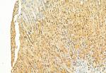 H3K27me3 Antibody in Immunohistochemistry (Paraffin) (IHC (P))