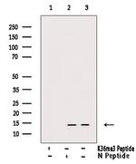 H3K36me3 Antibody in Western Blot (WB)