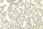 H3K4me3 Antibody in Immunohistochemistry (Paraffin) (IHC (P))