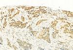 H3K4me3 Antibody in Immunohistochemistry (Paraffin) (IHC (P))