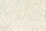 H3K4me3 Antibody in Immunohistochemistry (Paraffin) (IHC (P))