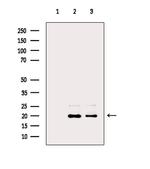 H3K9me3 Antibody in Western Blot (WB)