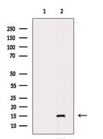 H3K9me3 Antibody in Western Blot (WB)