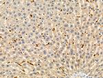 Phospho-TNFAIP3 (Ser381) Antibody in Immunohistochemistry (Paraffin) (IHC (P))