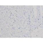 Phospho-Cdc25A (Ser76) Antibody in Immunohistochemistry (Paraffin) (IHC (P))