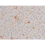 Phospho-Cdc25A (Ser76) Antibody in Immunohistochemistry (Paraffin) (IHC (P))