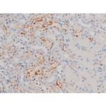 Phospho-Cdc25A (Ser76) Antibody in Immunohistochemistry (Paraffin) (IHC (P))