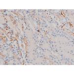 Phospho-Cdc25A (Ser76) Antibody in Immunohistochemistry (Paraffin) (IHC (P))