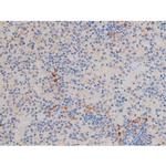 Phospho-Cdc25A (Ser76) Antibody in Immunohistochemistry (Paraffin) (IHC (P))