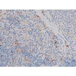 Phospho-Cdc25A (Ser76) Antibody in Immunohistochemistry (Paraffin) (IHC (P))