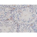 Phospho-Cdc25A (Ser76) Antibody in Immunohistochemistry (Paraffin) (IHC (P))