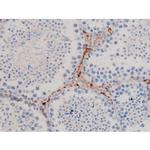 Phospho-Cdc25A (Ser76) Antibody in Immunohistochemistry (Paraffin) (IHC (P))