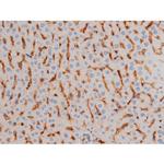 Phospho-Cdc25A (Ser76) Antibody in Immunohistochemistry (Paraffin) (IHC (P))