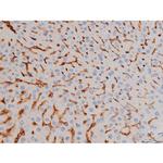 Phospho-Cdc25A (Ser76) Antibody in Immunohistochemistry (Paraffin) (IHC (P))