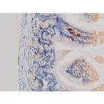 Phospho-Cdc25A (Ser76) Antibody in Immunohistochemistry (Paraffin) (IHC (P))