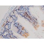 Phospho-Cdc25A (Ser76) Antibody in Immunohistochemistry (Paraffin) (IHC (P))