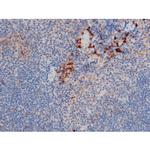 Phospho-Cdc25A (Ser76) Antibody in Immunohistochemistry (Paraffin) (IHC (P))