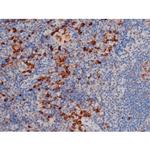 Phospho-Cdc25A (Ser76) Antibody in Immunohistochemistry (Paraffin) (IHC (P))