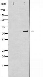 Phospho-Cdc25A (Ser76) Antibody in Western Blot (WB)