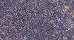 Phospho-Cdc25A (Ser76) Antibody in Immunohistochemistry (Paraffin) (IHC (P))