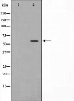 Phospho-Cdc25A (Ser76) Antibody in Western Blot (WB)