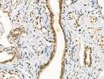 Phospho-DNMT1 (Ser714) Antibody in Immunohistochemistry (Paraffin) (IHC (P))