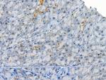 Phospho-EIF4B (Ser504) Antibody in Immunohistochemistry (Paraffin) (IHC (P))