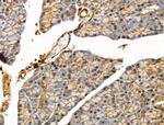 Phospho-EIF4B (Ser504) Antibody in Immunohistochemistry (Paraffin) (IHC (P))