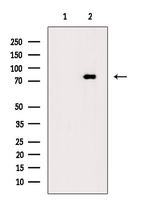 Phospho-EIF4B (Ser504) Antibody in Western Blot (WB)