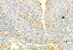 Phospho-ERK5 (Thr219, Tyr221) Antibody in Immunohistochemistry (Paraffin) (IHC (P))