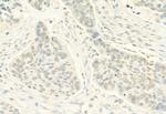 Phospho-ERK5 (Thr219, Tyr221) Antibody in Immunohistochemistry (Paraffin) (IHC (P))