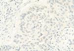 Phospho-ERK5 (Thr219, Tyr221) Antibody in Immunohistochemistry (Paraffin) (IHC (P))